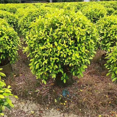 黃金榕球在景觀工程中的應用與養護