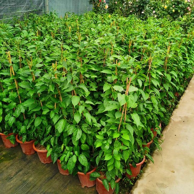 炮仗花 陽臺攀爬藤本植物的園藝綠化新寵