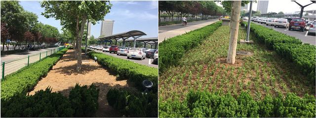 多措并舉美化站區(qū)環(huán)境 提升窗口形象 綠化工程