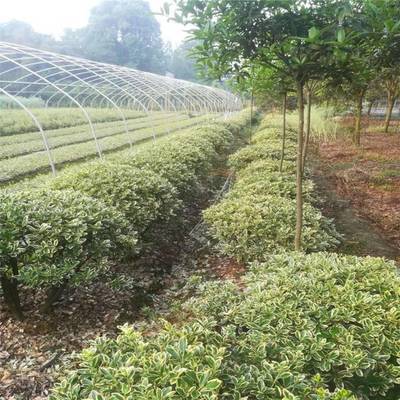 綠化工程首選 金邊黃楊球批發(fā)，包栽包活保障景觀成效