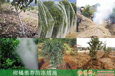 果樹防凍液與景觀工程中的防凍措施應用時機