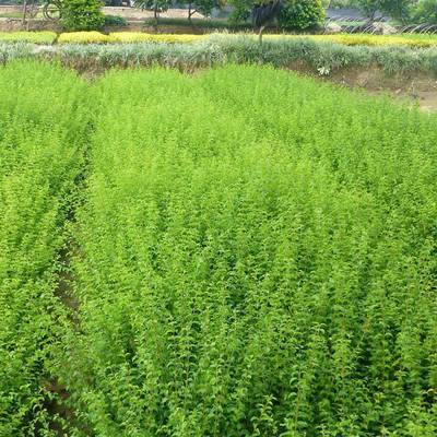 批發小葉女貞 四季常青的綠化工程優選苗木及其價格解析