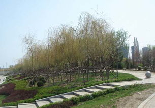 遼陽(yáng)太子河風(fēng)光帶綠化工程基本竣工