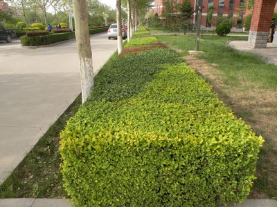 泰安環(huán)境綠化 融合設(shè)計(jì)、工程與景觀(guān)的綜合性解決方案