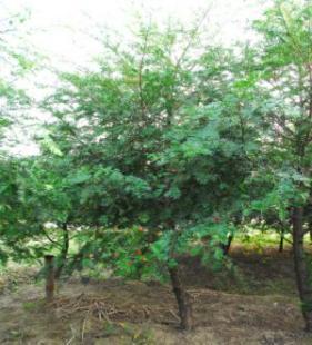 紅豆杉苗木全系列供應 從小苗到綠化工程苗，打造生態景觀新篇章