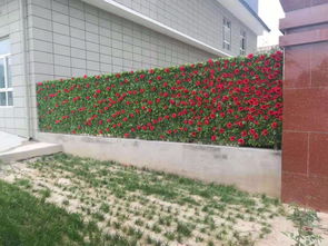 淄博垂直綠植墻施工 打造生態宜居城市的立體景觀工程