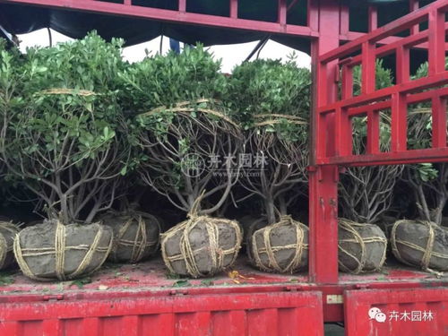 海桐球在園林綠化中的多功能應用——卉木園林景觀工程實踐解析