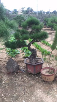 山東苗木業者徐曉華 夯實質量根基，方能鑄就綠化工程未來