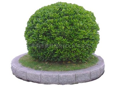 從綠化工程到景觀工程 城市生態與美學的雙重構建