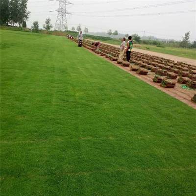 打造綠色生態，優選抗旱抗鹽堿結縷草草坪——高品質園林綠化工程解決方案